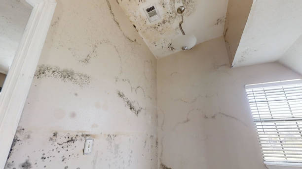 Best Industrial Mold Remediation  in Rkside, PA