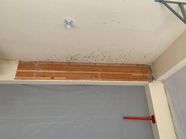 Best Crawl Space Mold Remediation  in Rkside, PA