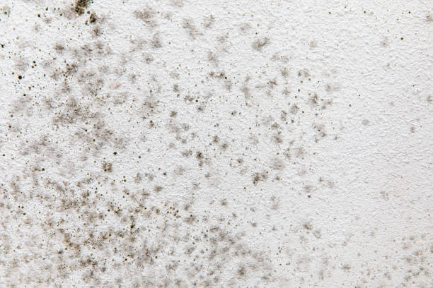 Best Environmental Consulting for Mold Prevention  in Rkside, PA